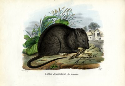 Brown Rat by Raimundo Petraroja